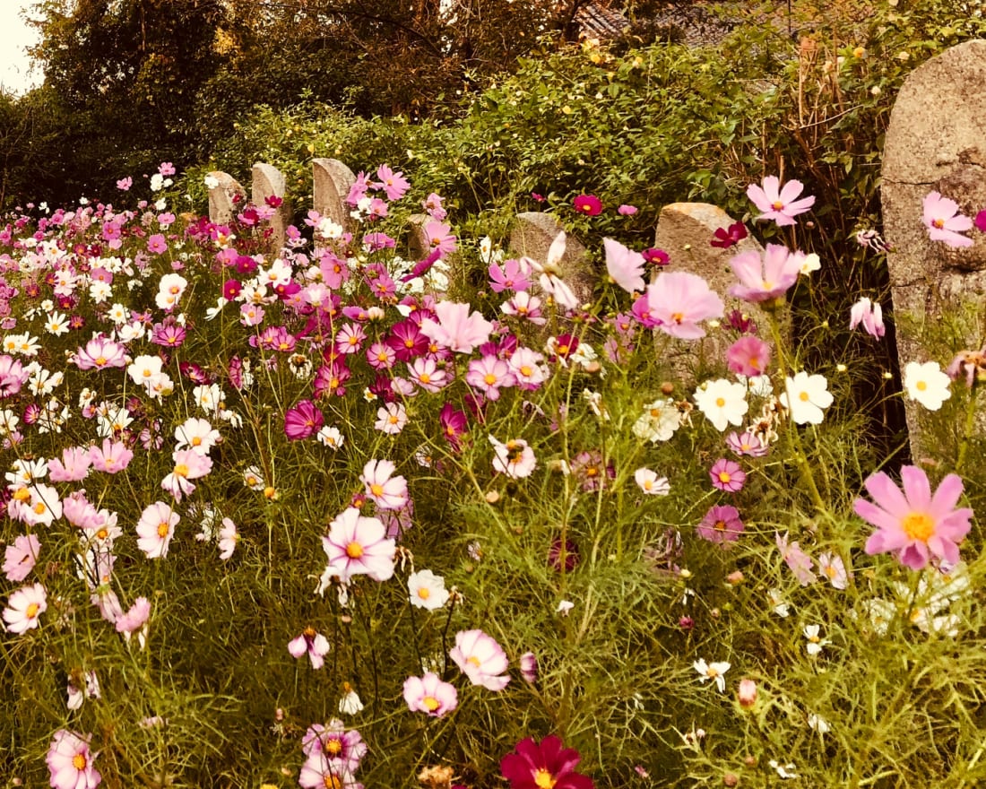 Cosmos at Hannya-ji Temple Nara