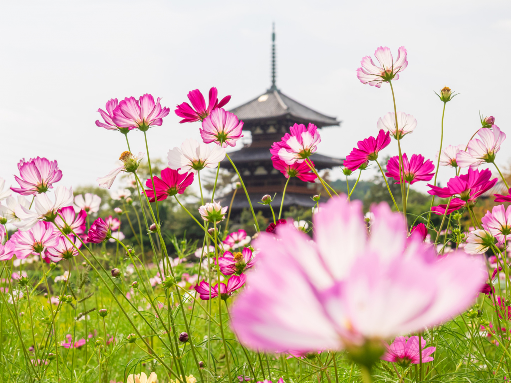 Cosmos at Hokki-ji Temple