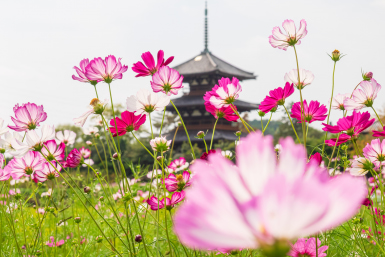 Cosmos at Hokki-ji Temple