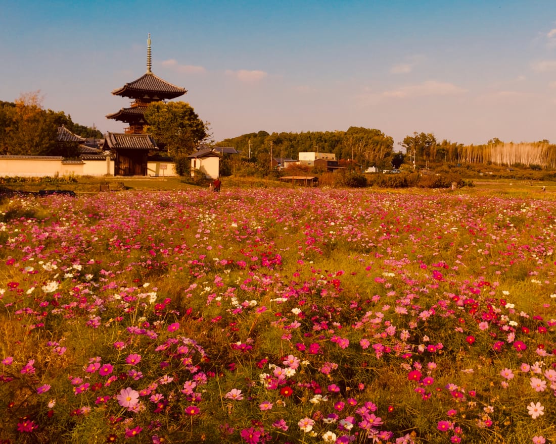 Cosmos at hokkiji temple