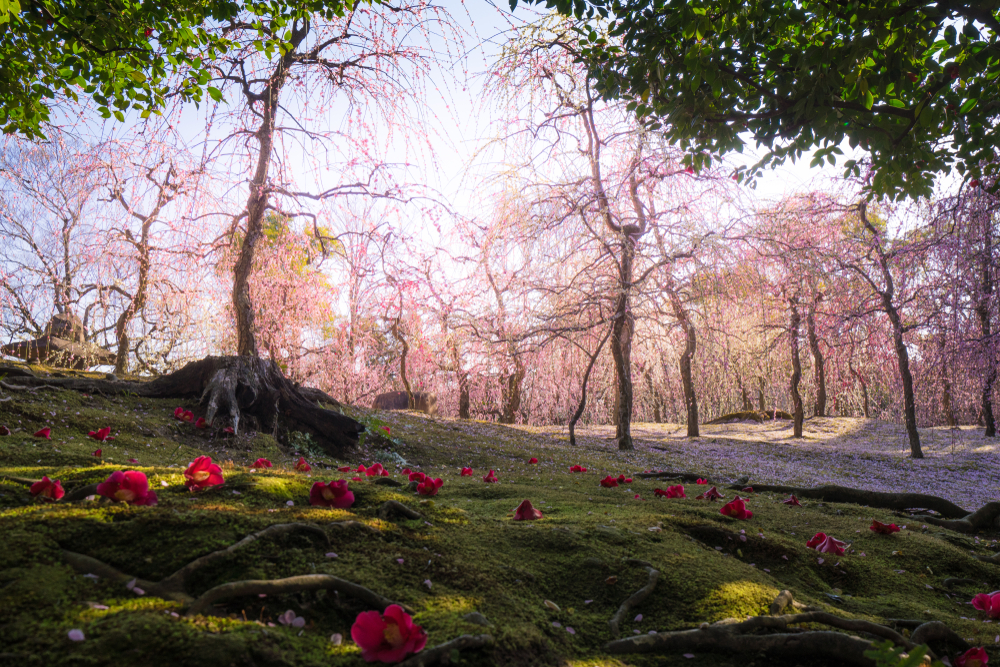 Camellia flowers at Jonangu Shrine in Kyoto