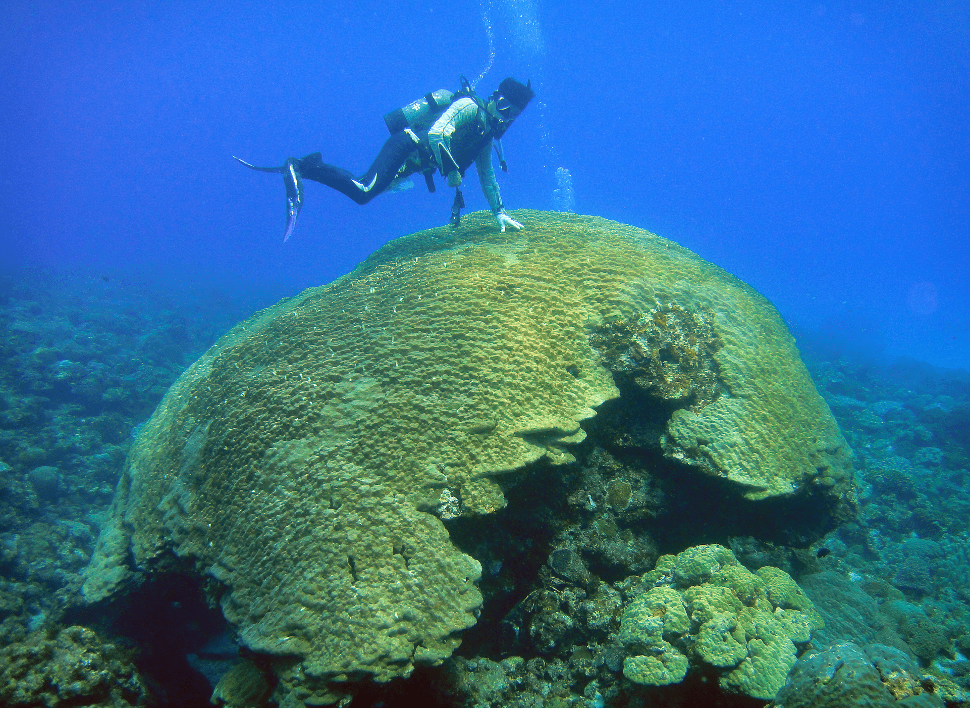 Amami Kikaijima underwater