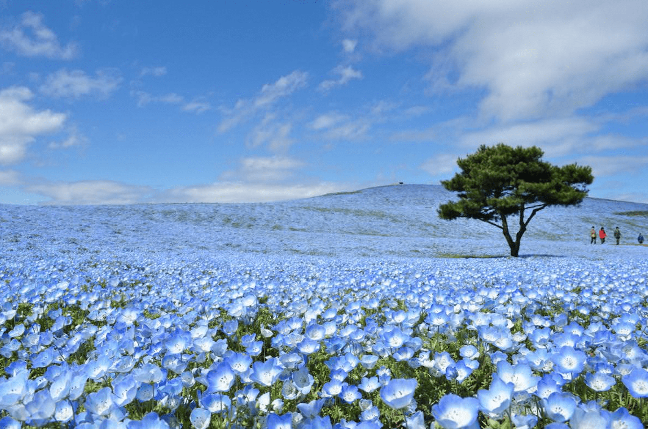 Ibaraki Hitachi Seaside Park