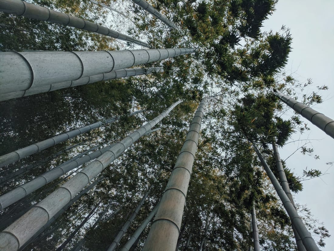 Kasuya bamboo grove