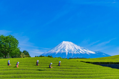 Shizuoka green tea