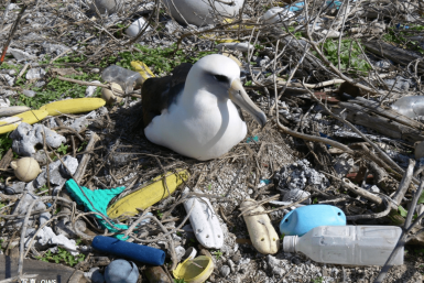 World Wildlife Fund WWF Plastic Sea Pollution Ocean Environment Recycling Tokyo Weekender