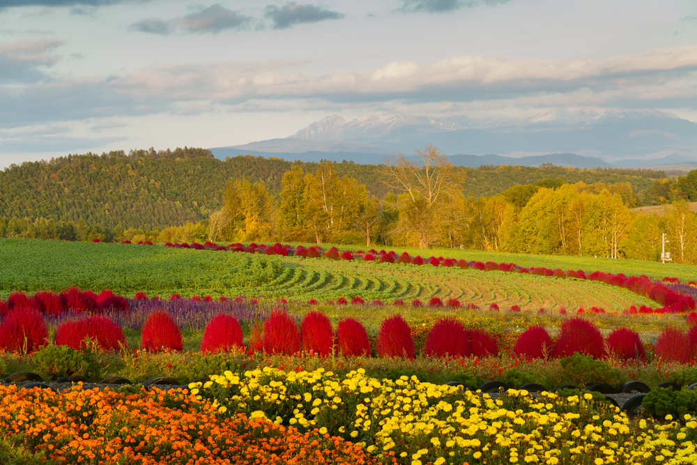 Furano Hokkaido autumn