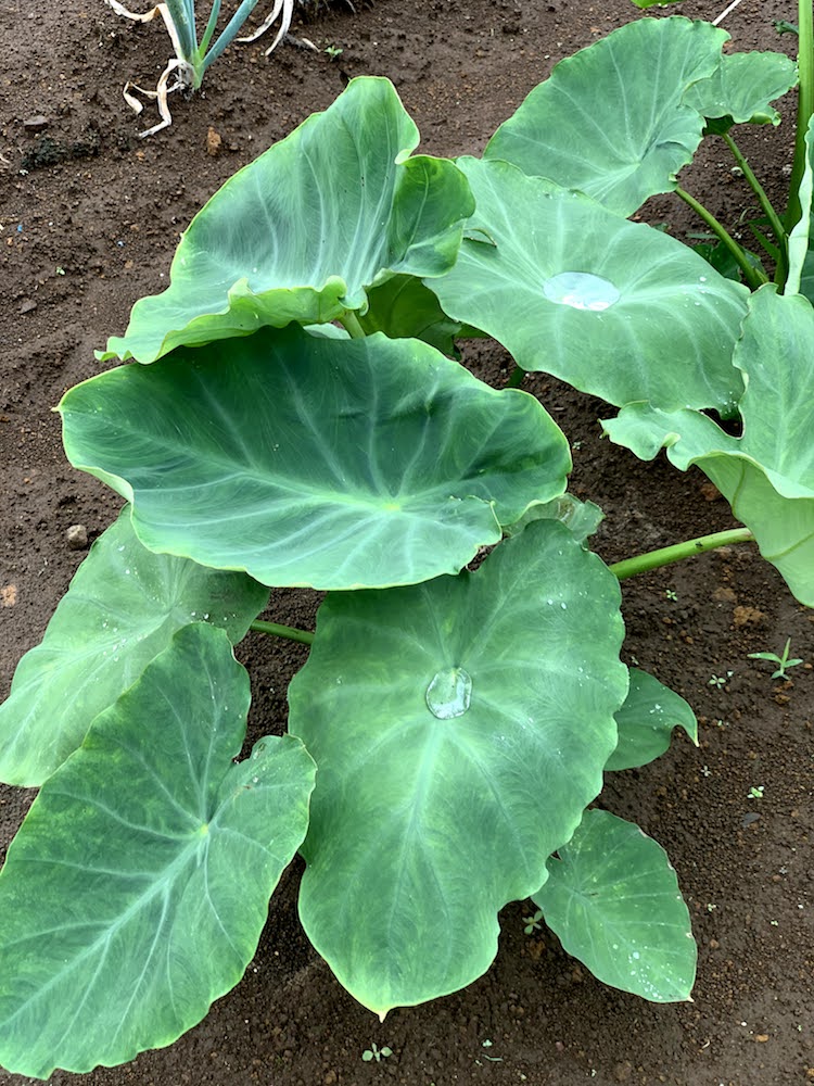 Hachioji sweet potato farmer