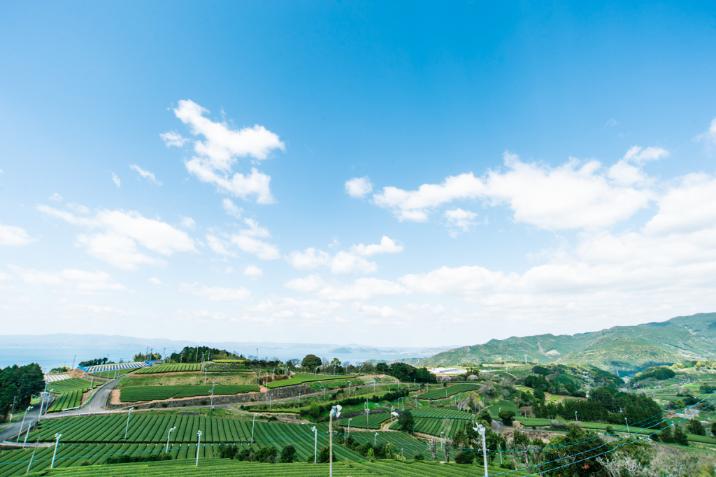 Nagasaki Tea online virtual tour