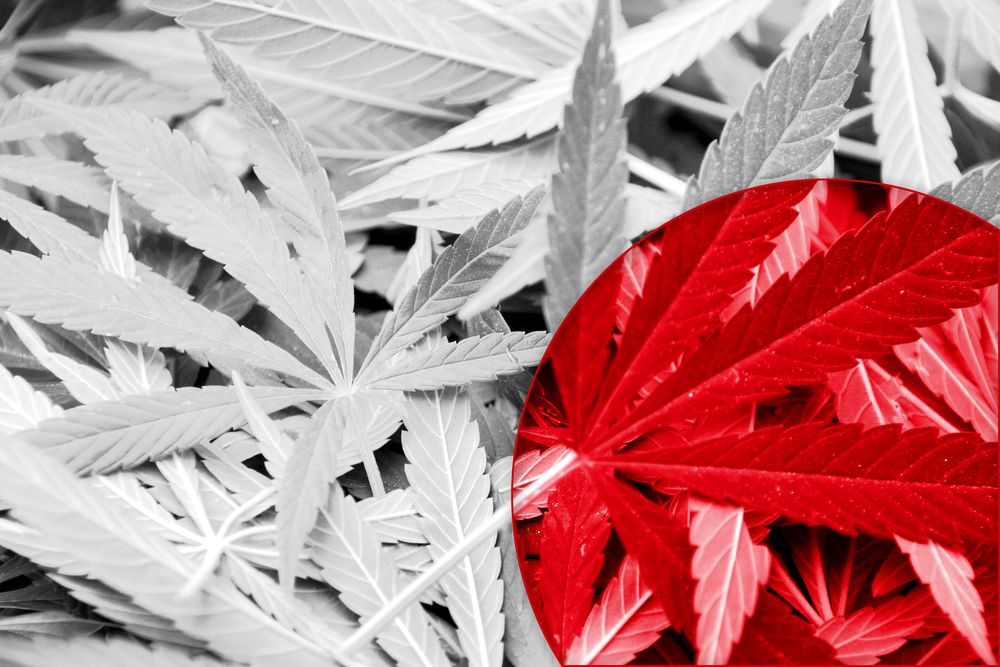 Marijuana laws japan