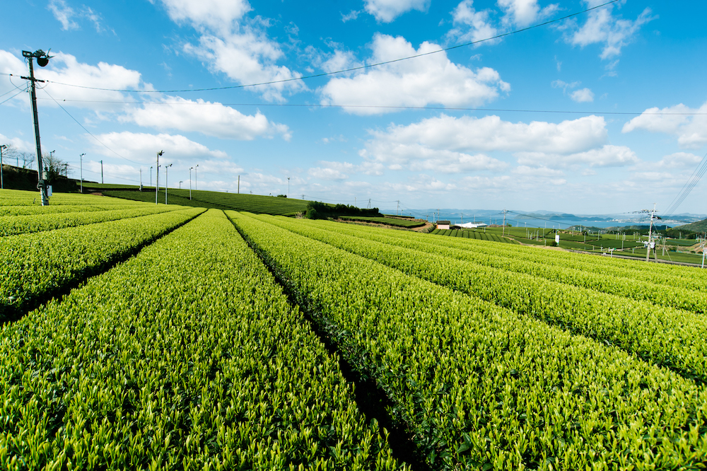 Nagasaki Ikedoki online tea tour