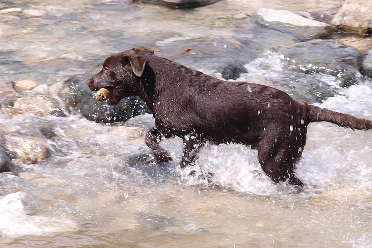 Hakuba 47 dog