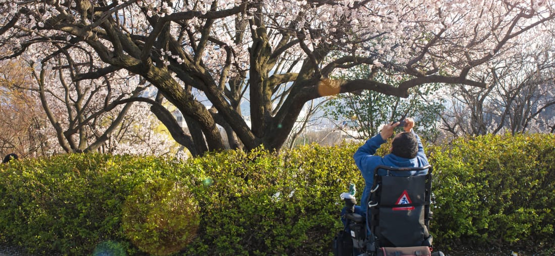 cherry trees accessible travel