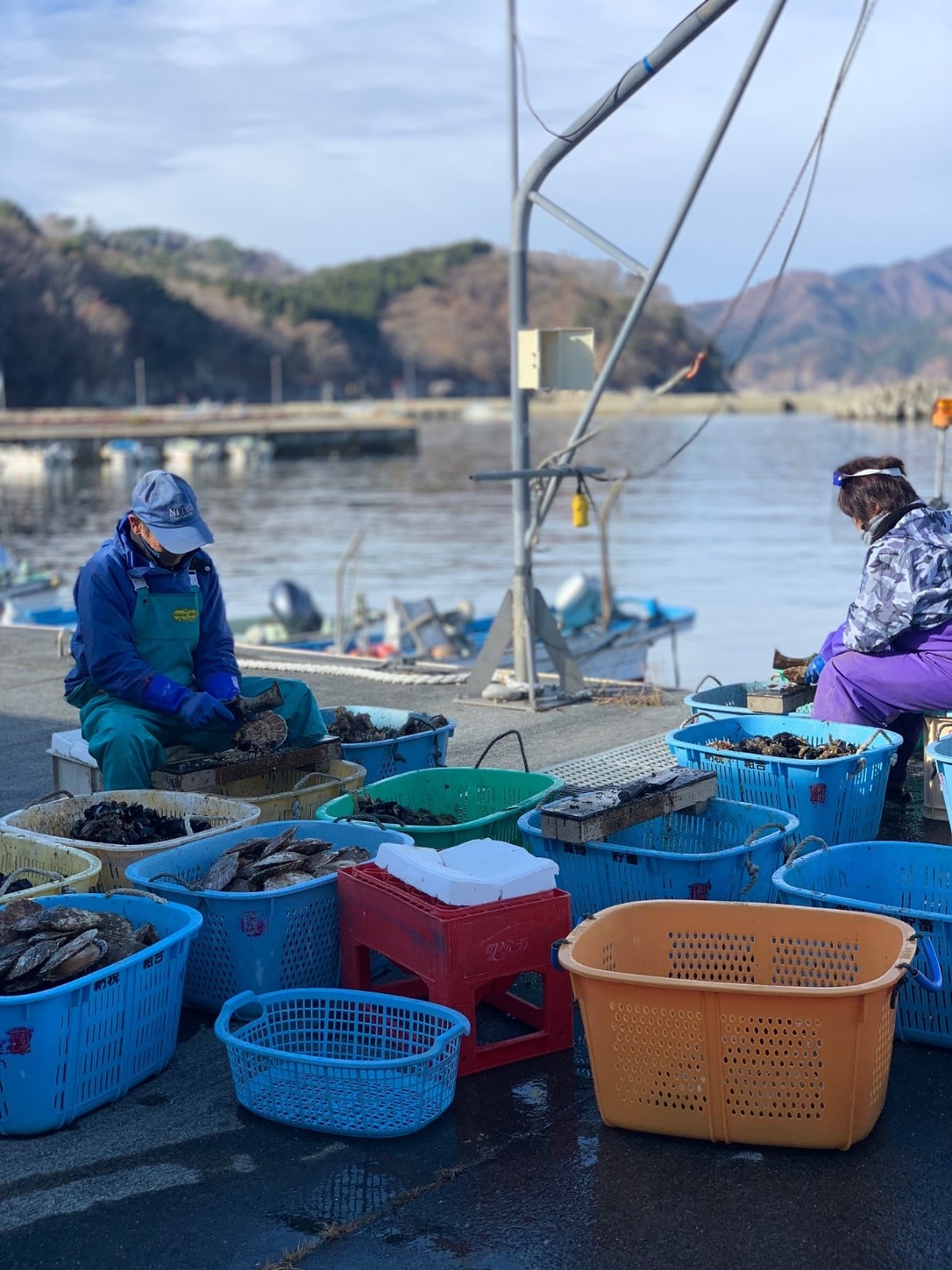 Scallops being treated in Hakozaki Shirahama