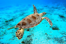 Okinawa turtle