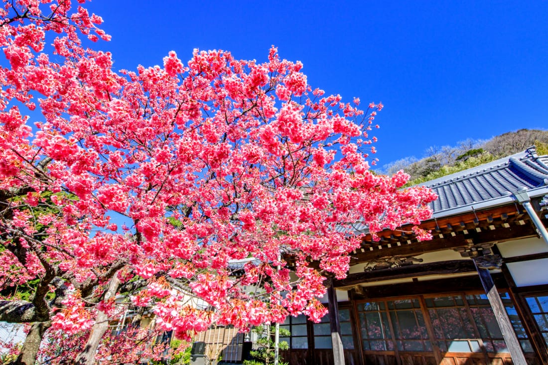 Toi cherry blossoms