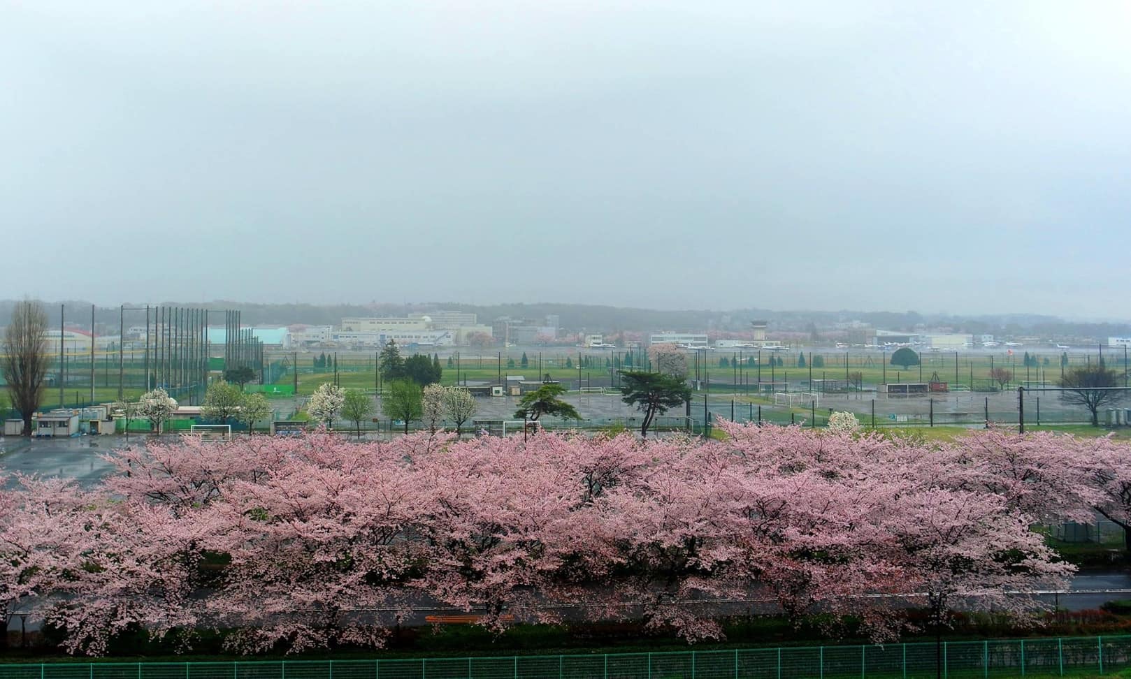 cherry blossoms