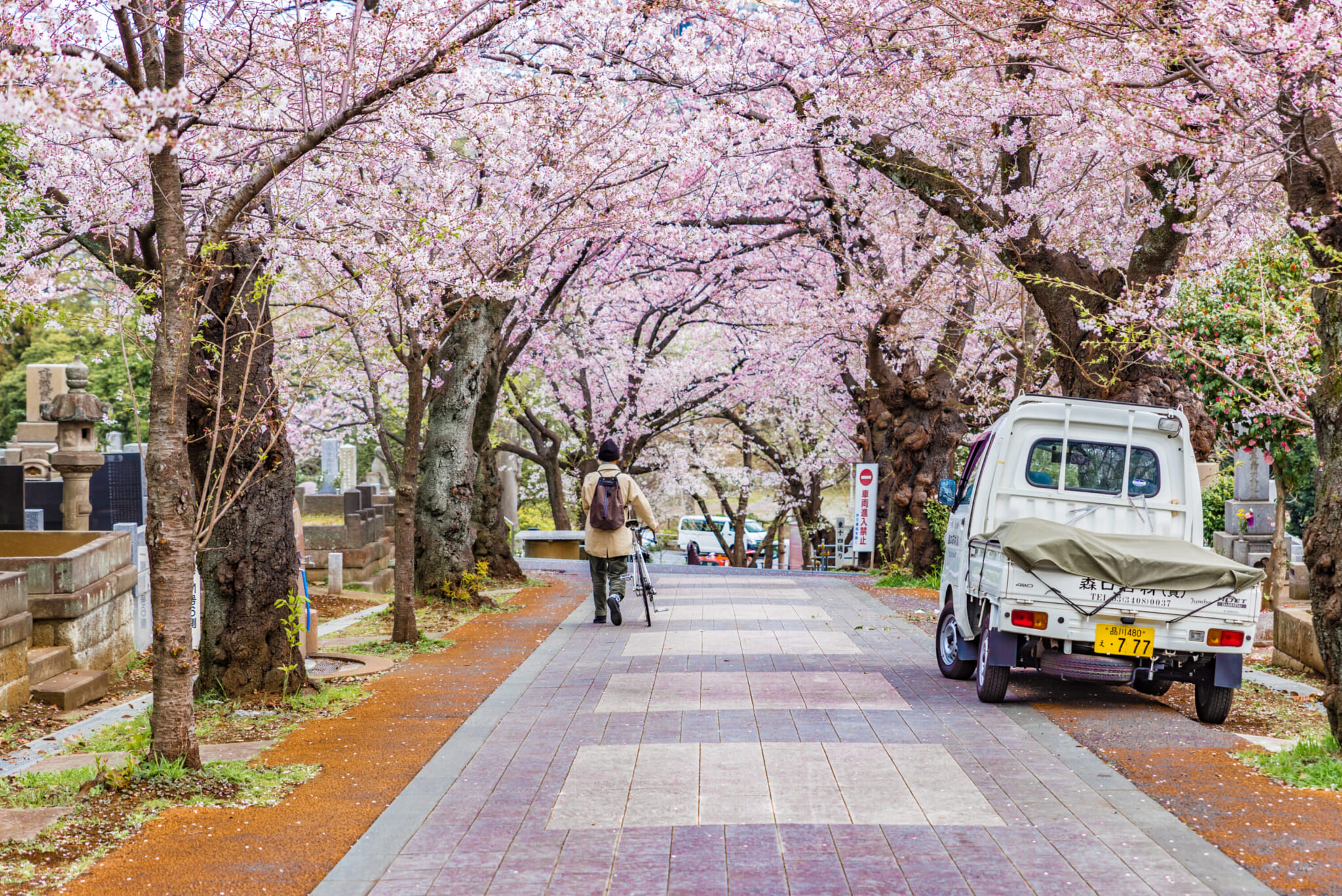 Hanami Tokyo