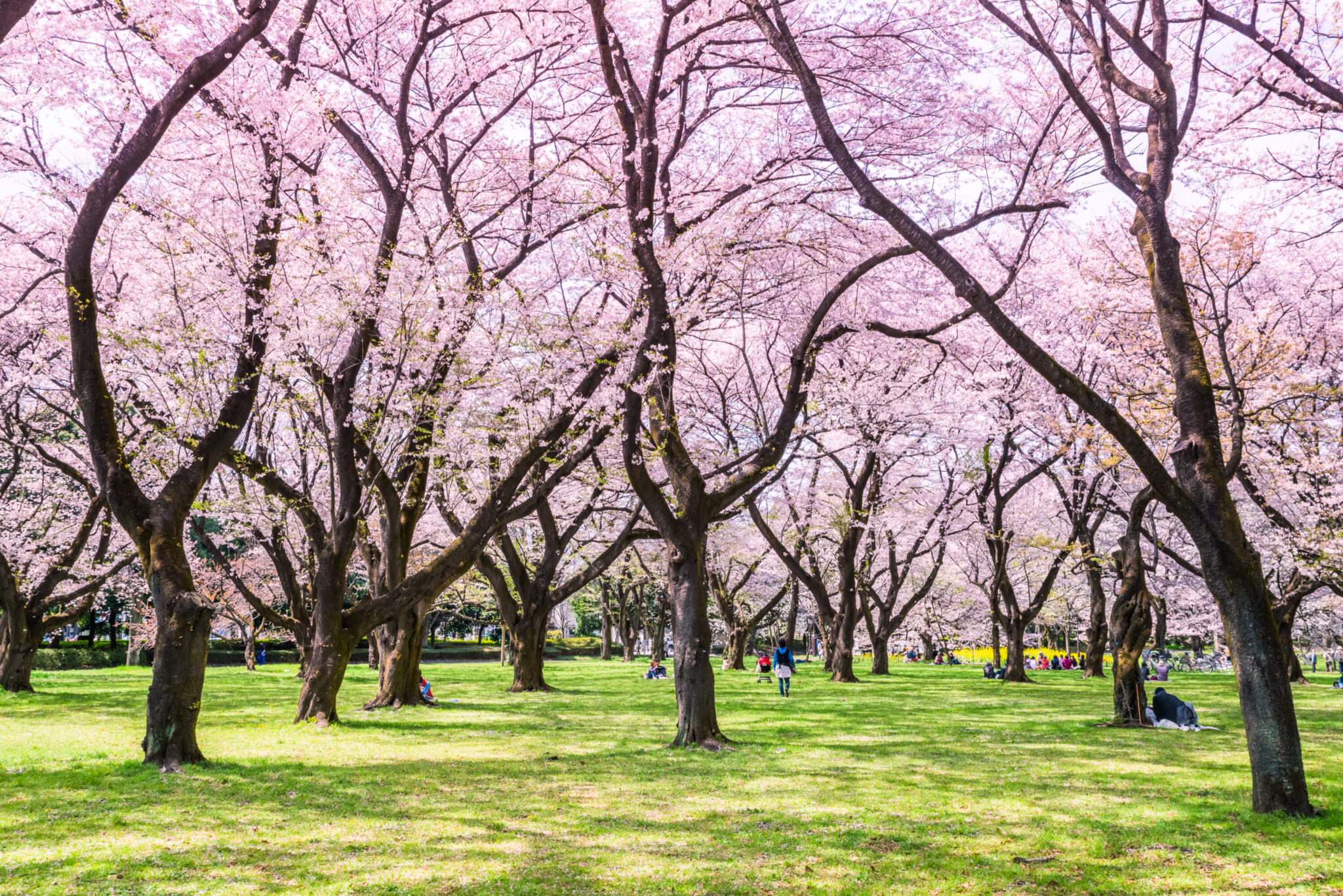 Cherry blossoms Tokyo