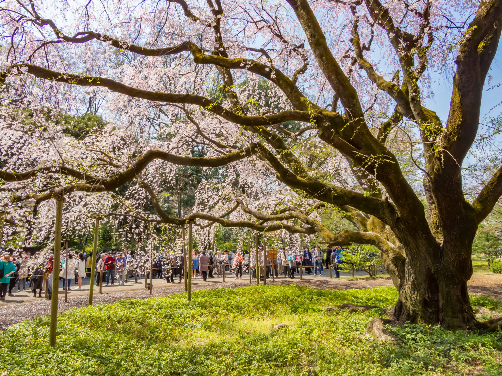 Hanami