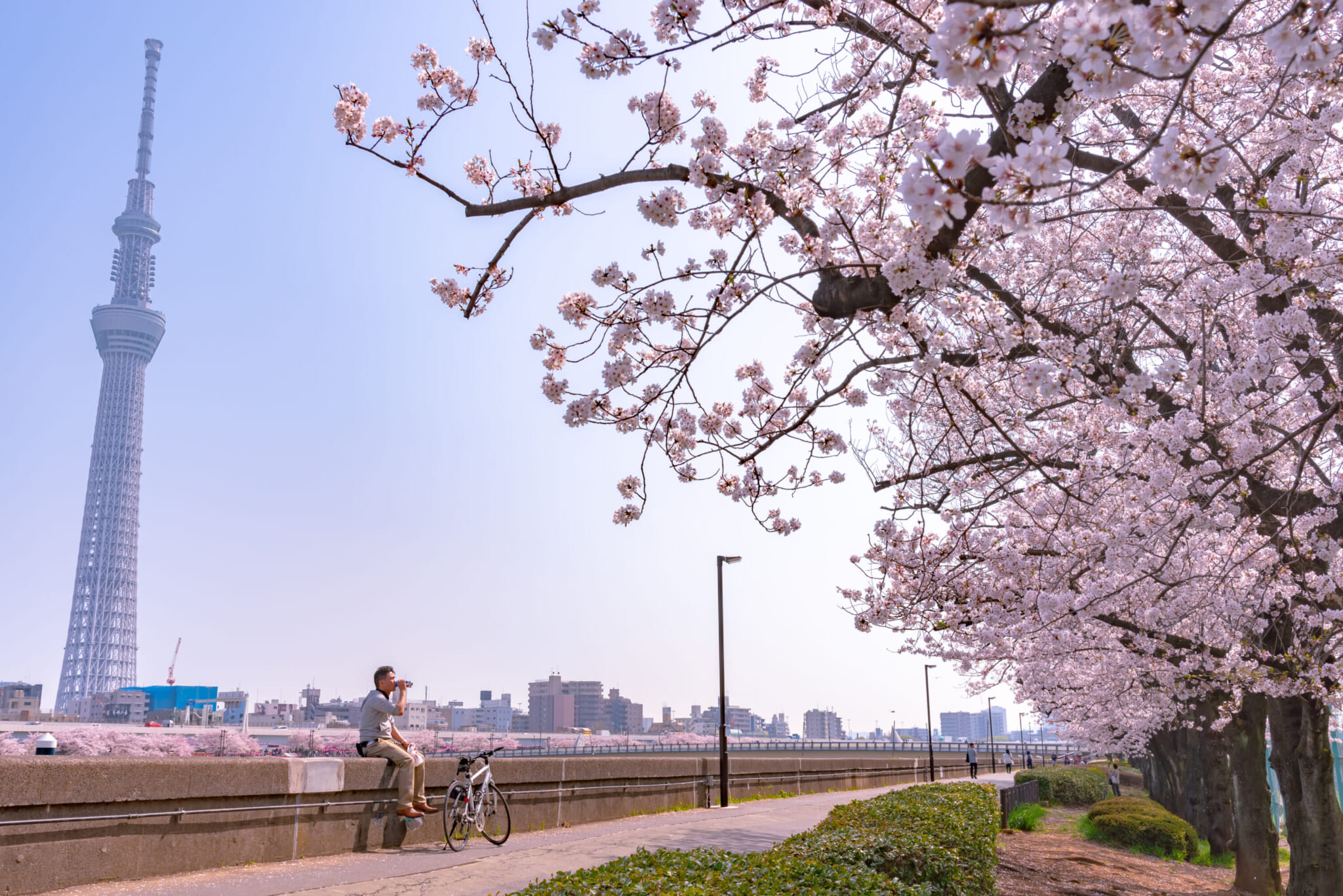 Cherry blossoms in Tokyo