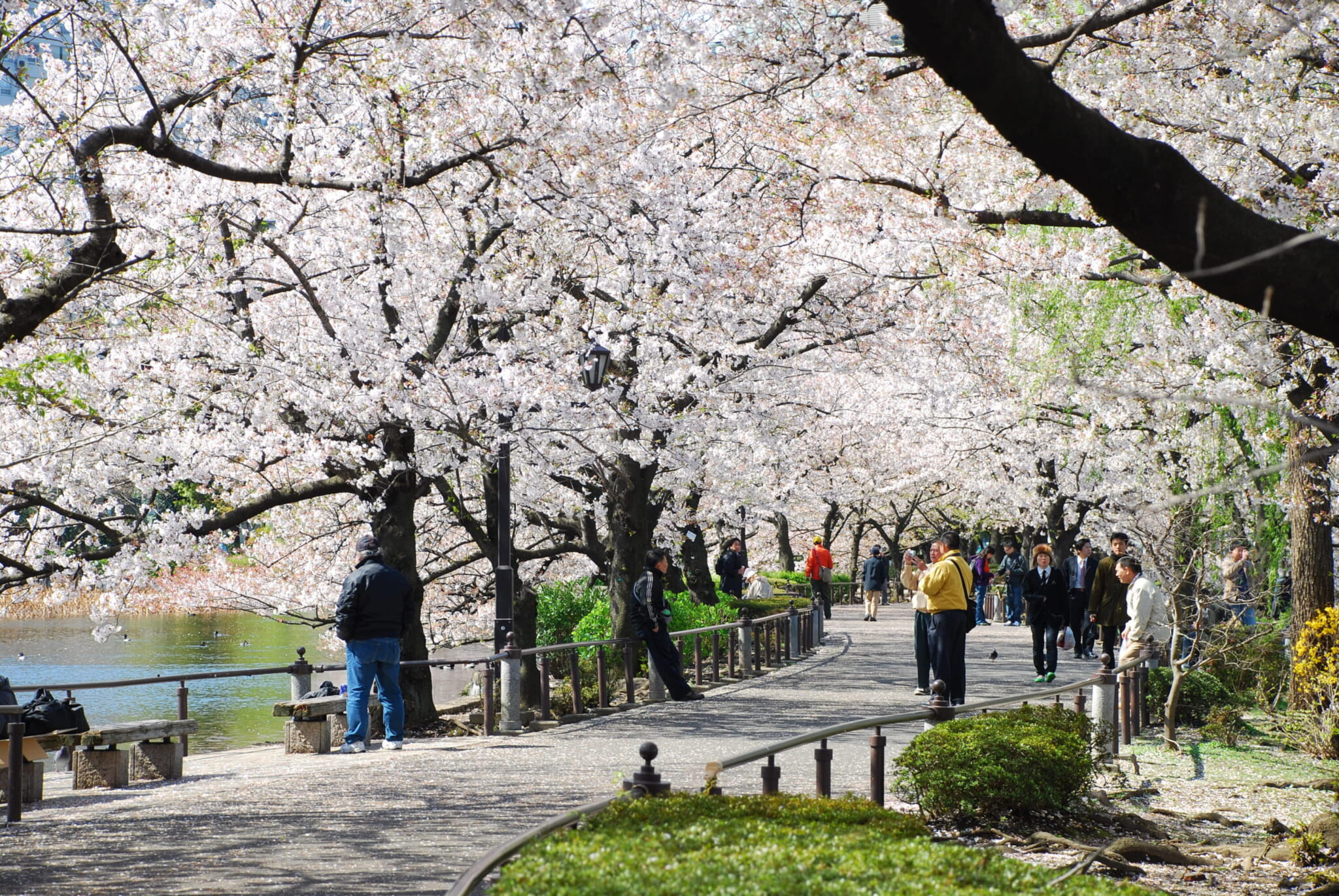 Cherry blossoms in Tokyo