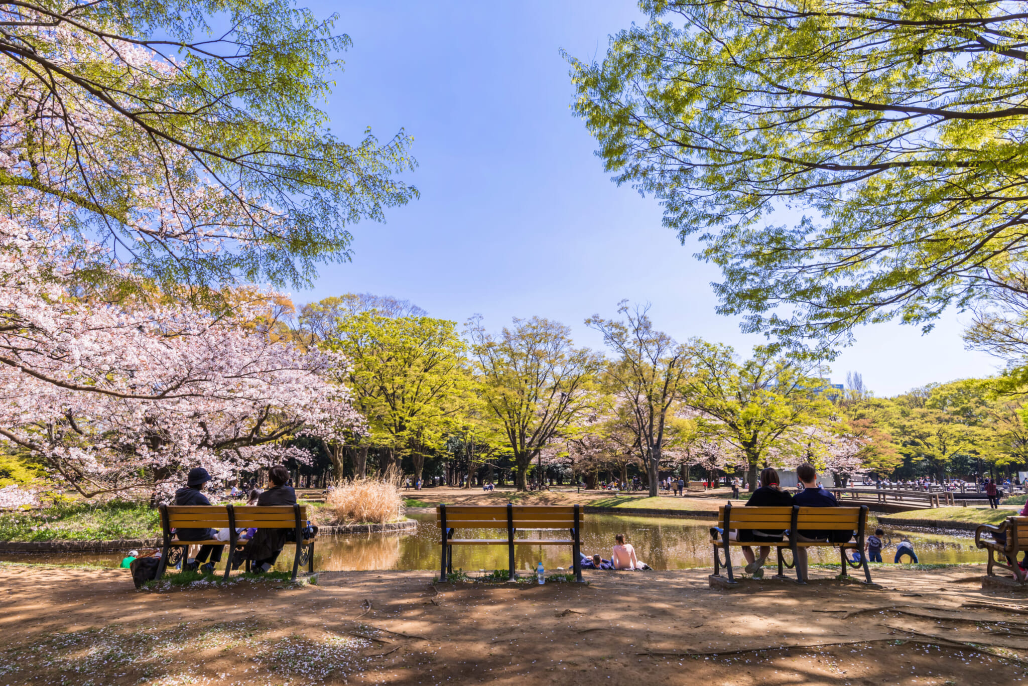 Cherry blossoms in Tokyo