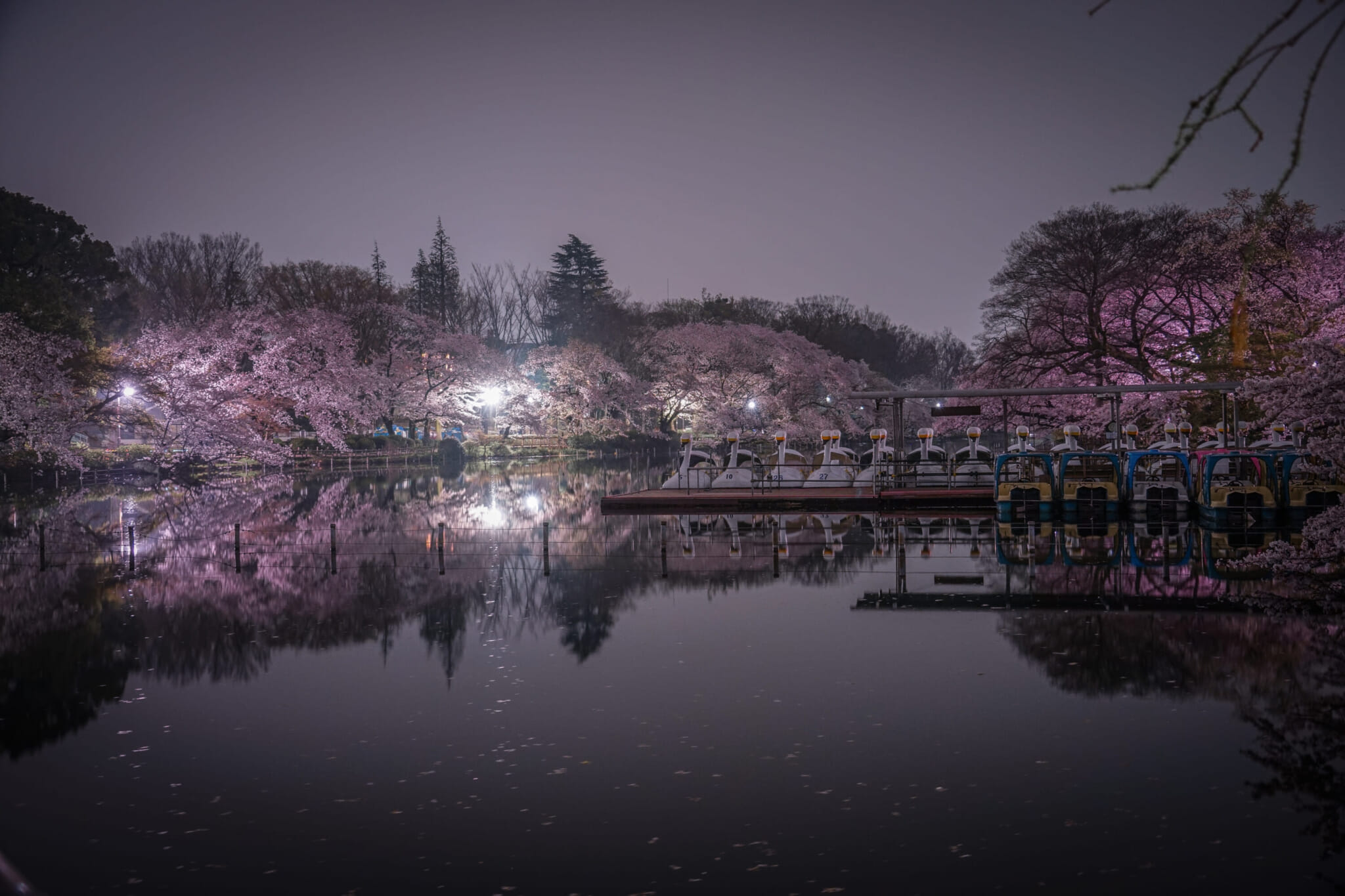 Alternative cherry blossom viewing