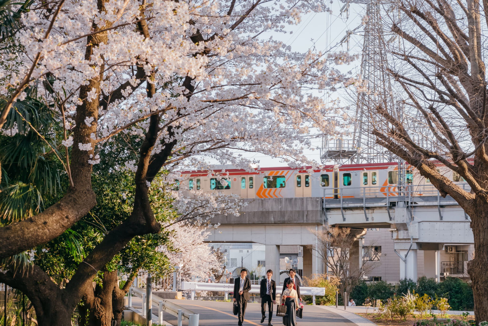 Alternative cherry blossom viewing