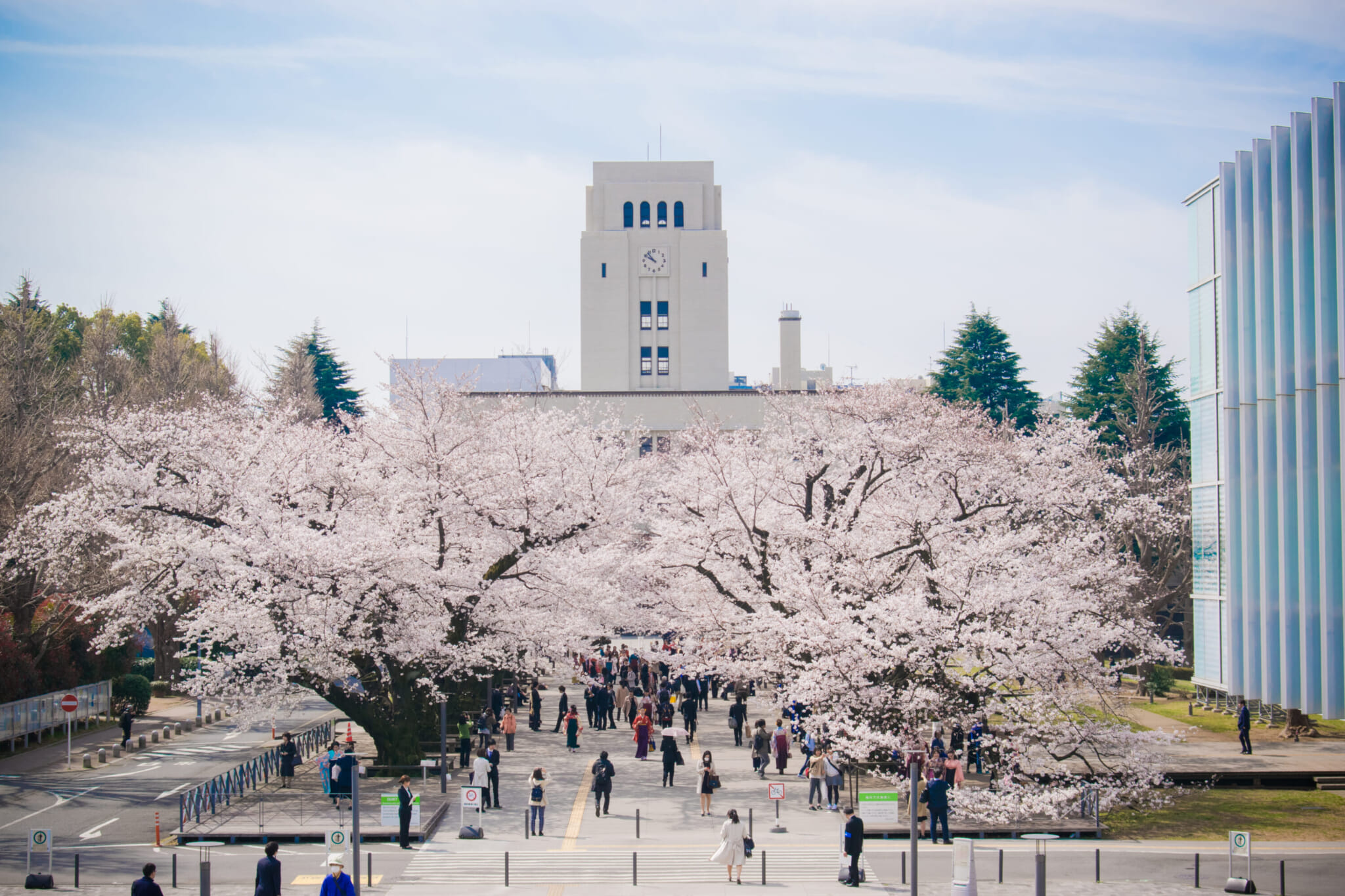 Alternative cherry blossom viewing