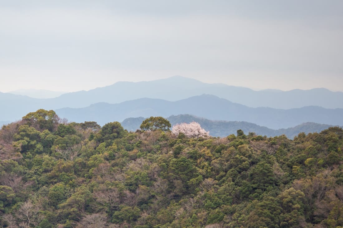 Sakura Shikoku 88 pilgrimage