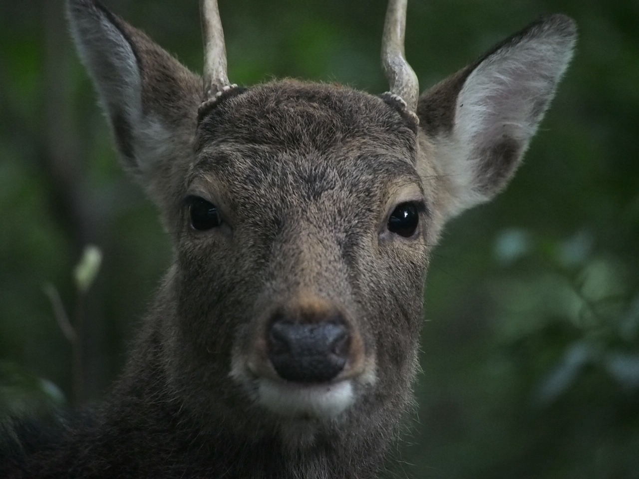 mageshima mageshika deer