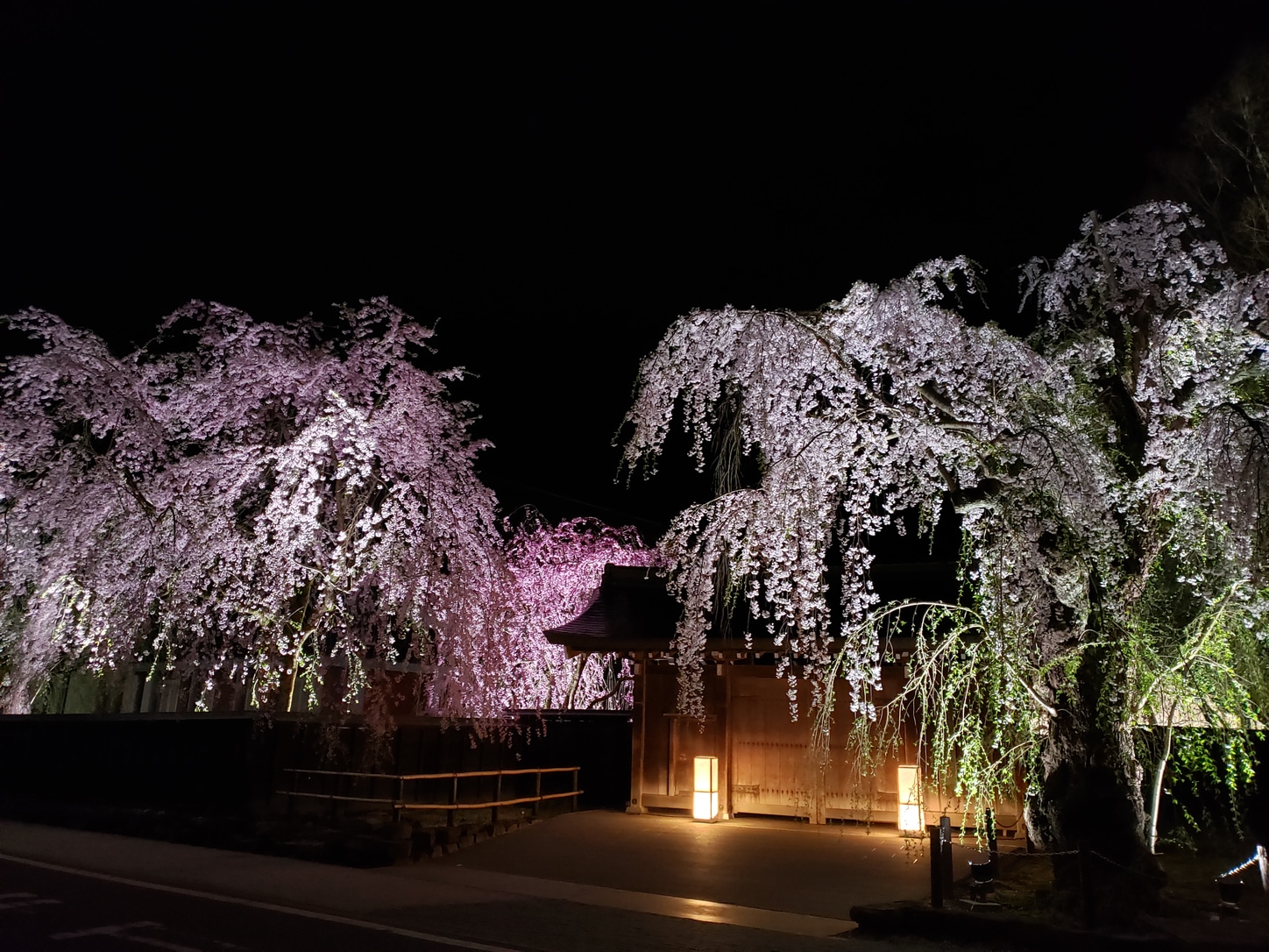 kakunodate sakura