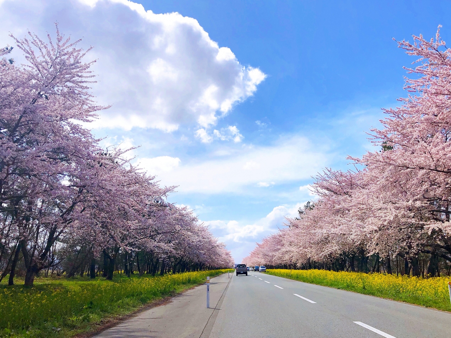 sakura road Akita