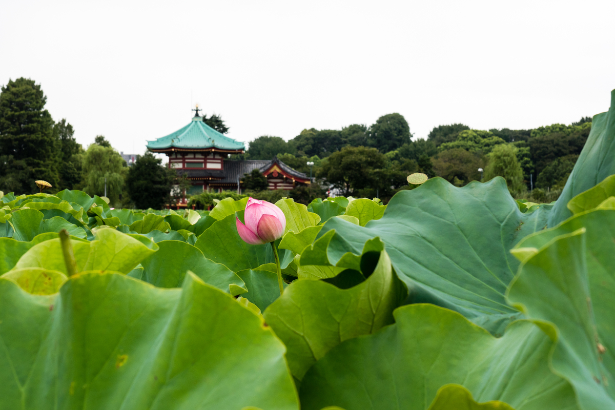 ueno shinobazu pond