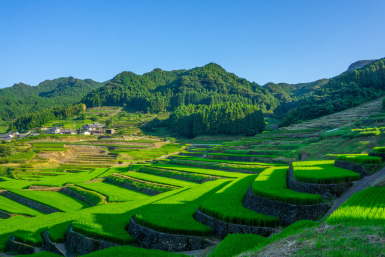 Japanese rice field