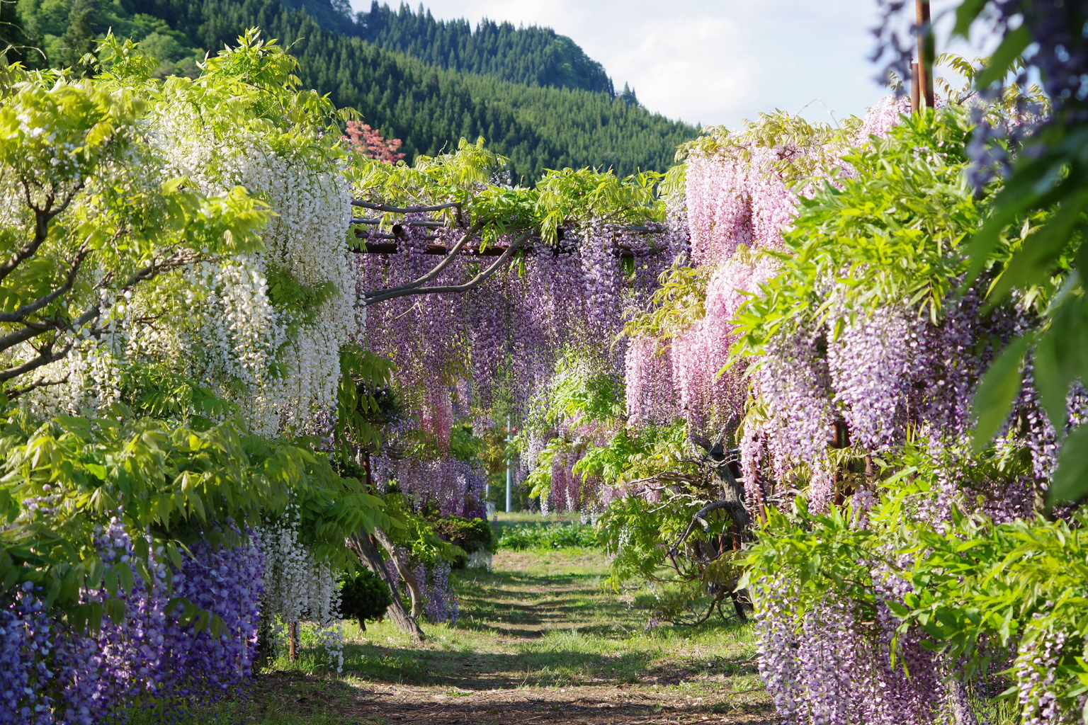 tonose fujinosato akita