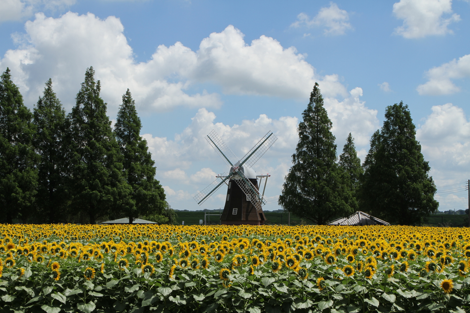 chiba sunflower field