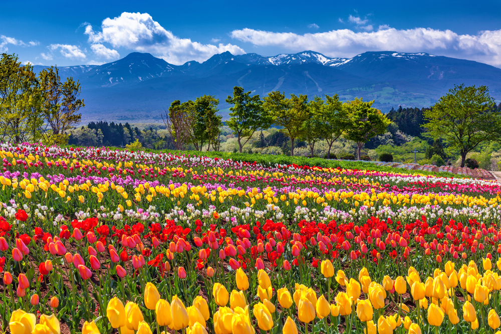 spring flowers Nasu Tochigi Japan