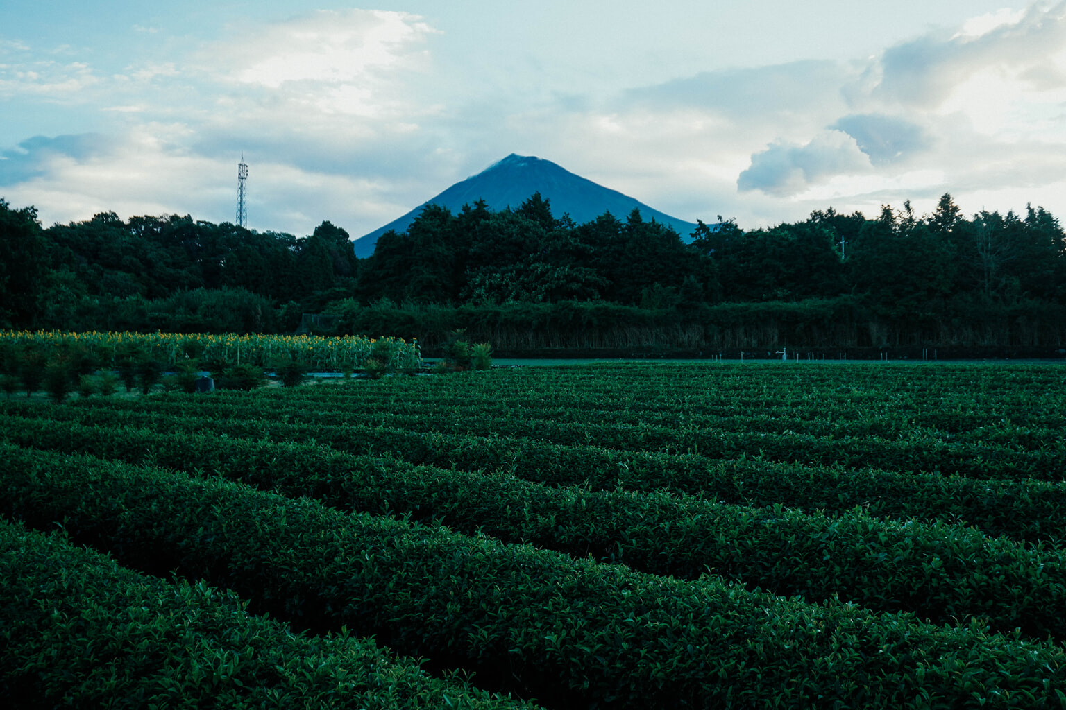 climbing Mt. Fuji