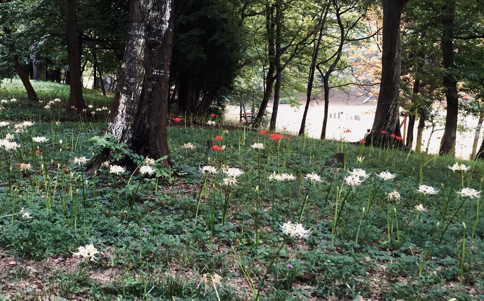 Murakami Ryokuchi Koen Park chiba