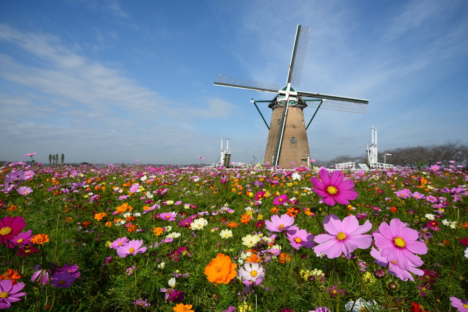 chiba cosmos flowers windmill