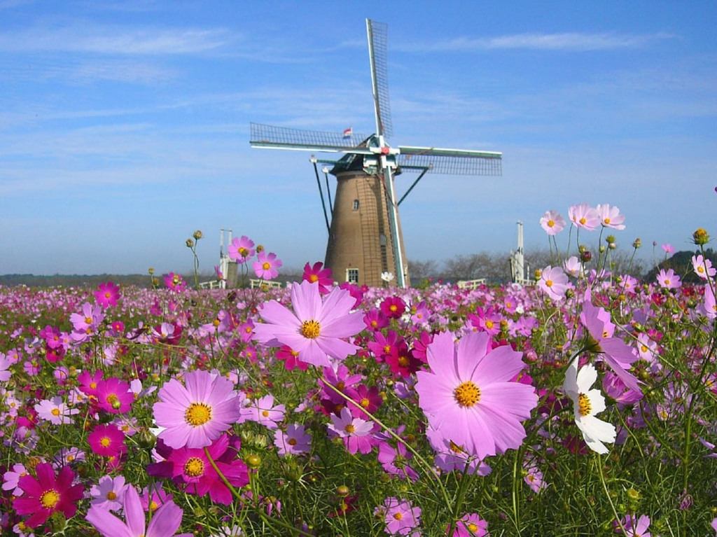 chiba cosmos flowers windmill