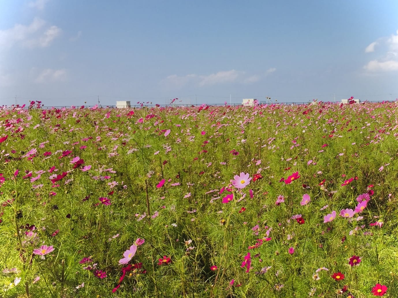 yotaura cosmos chiba