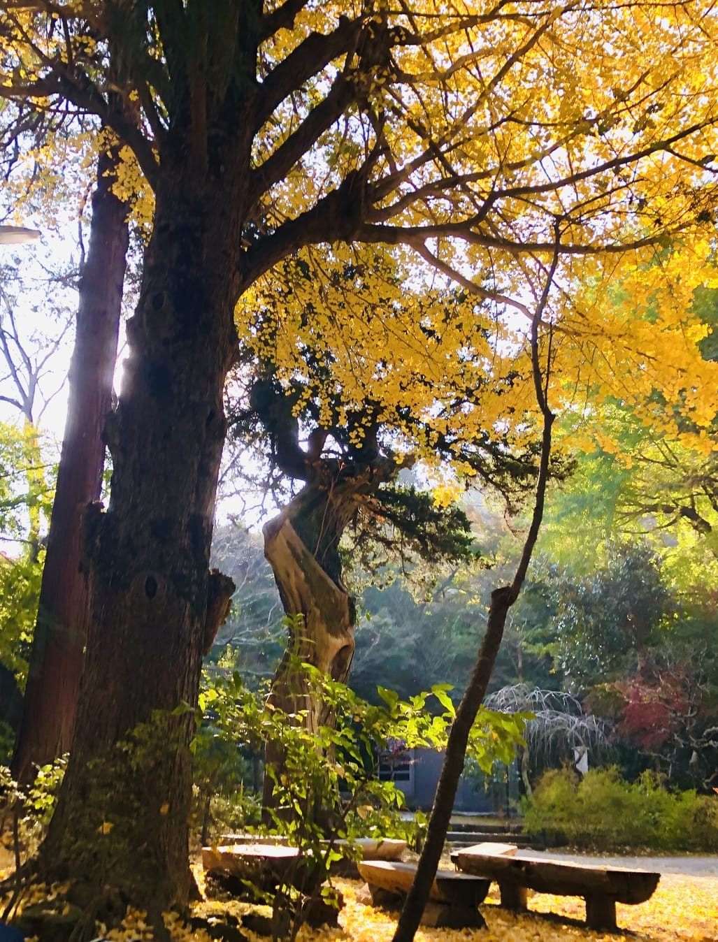 jyochiji kamakura