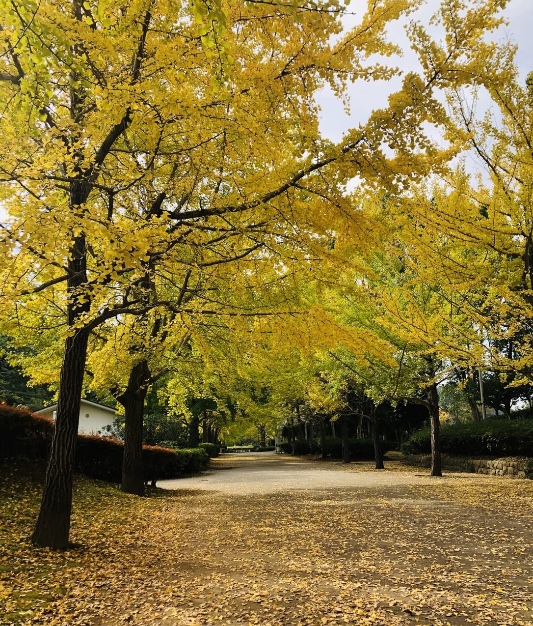 nango kamakura