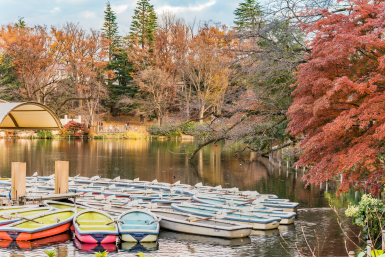 kichijoji autumn