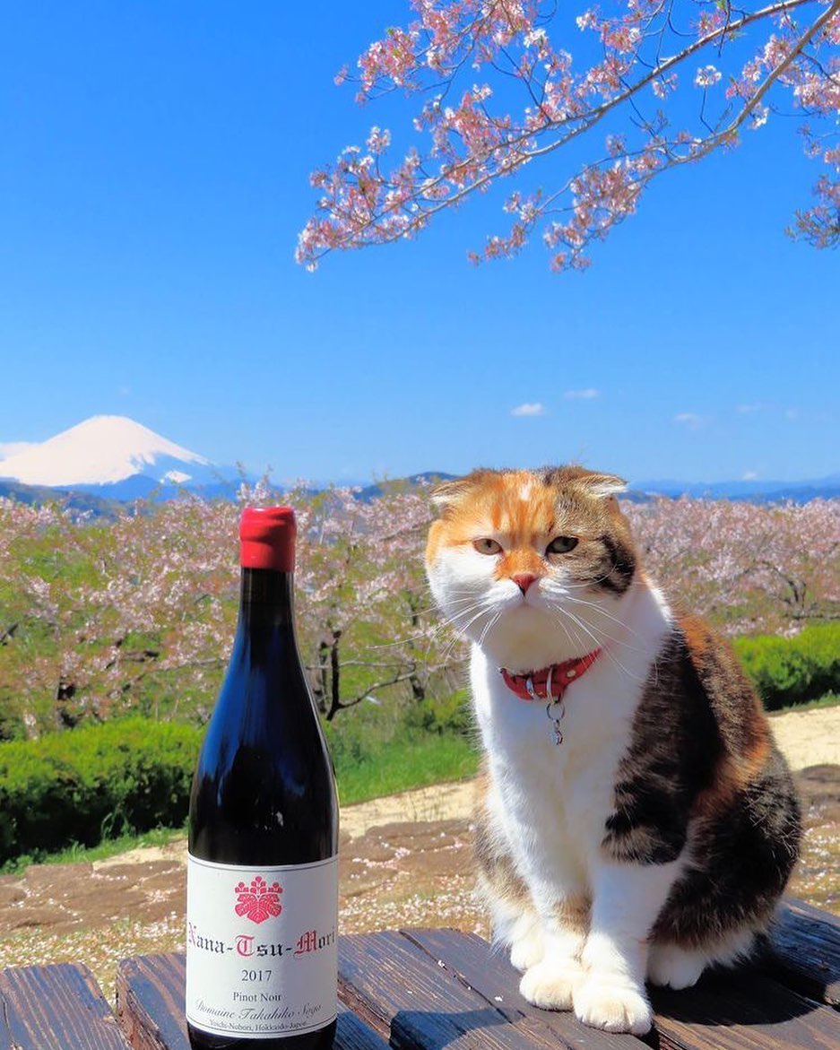 domaine takahiko