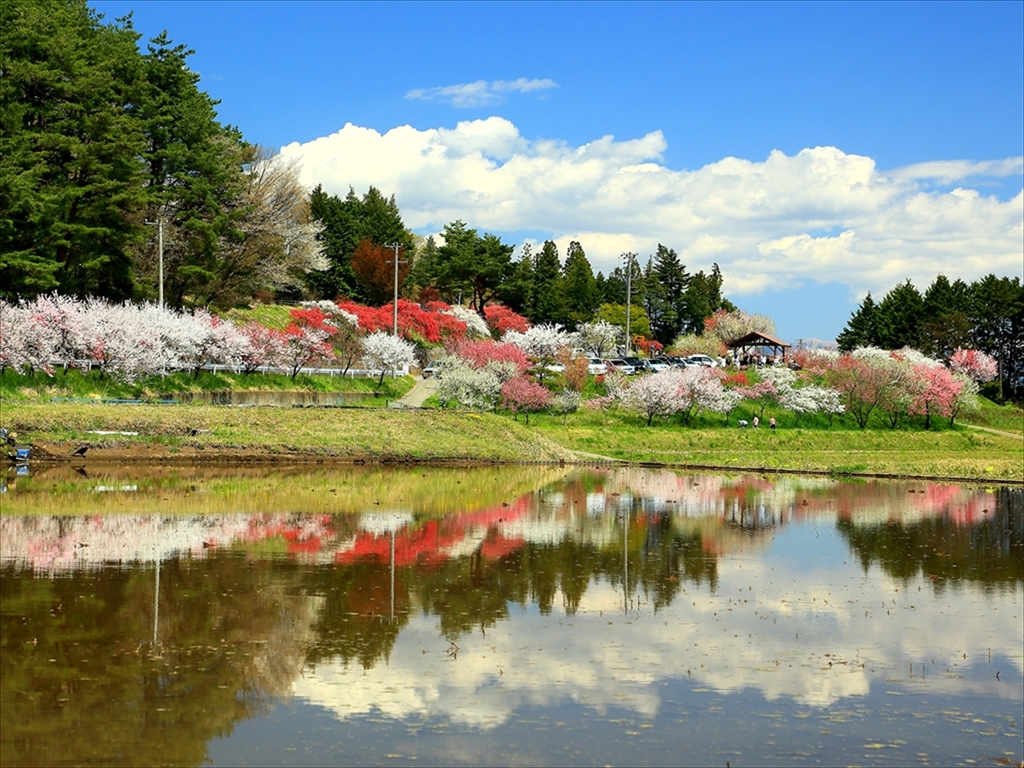 Minowa peach blossoms