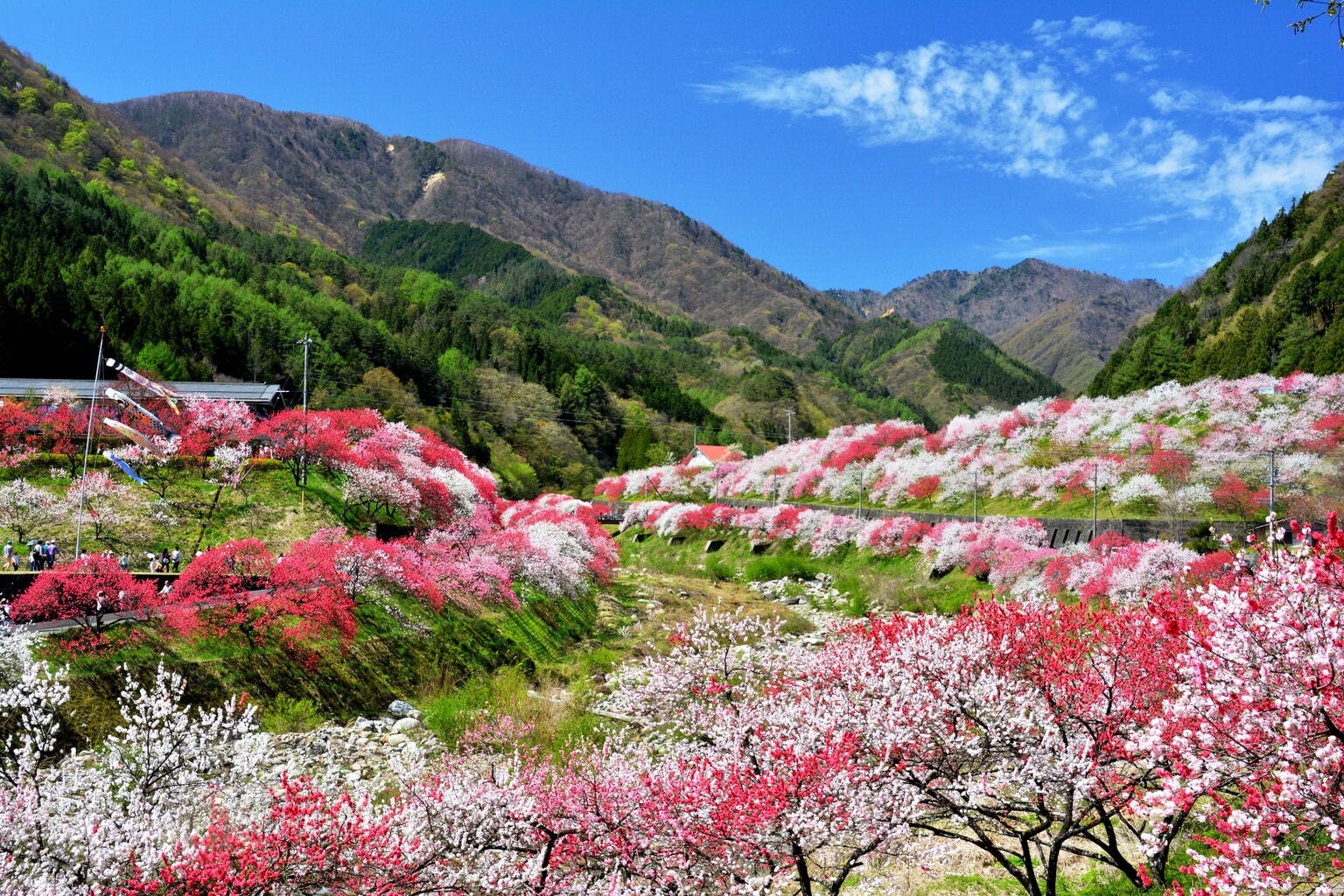 Peach blossoms in Achi